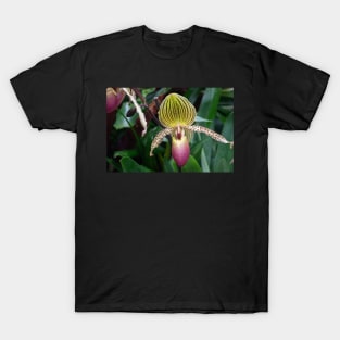 Orchid at the Phipps Conservatory T-Shirt